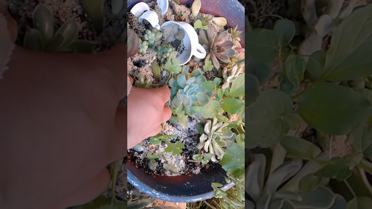 ������How often should you water your succulents?������ - YouTube