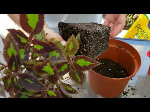 Video: Coleus, Een Kamerplant Die In De Zomer De Tuin Siert