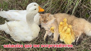 LOL!The ducklings were hidden by the cat!The mother duck and the father duck were lost.Funny cute