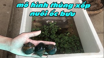 Thiết kế thùng xốp để nuôi ốc Bưu Đen hiệu quả đơn giản nhất. Hiếu Nguyễn Vlog