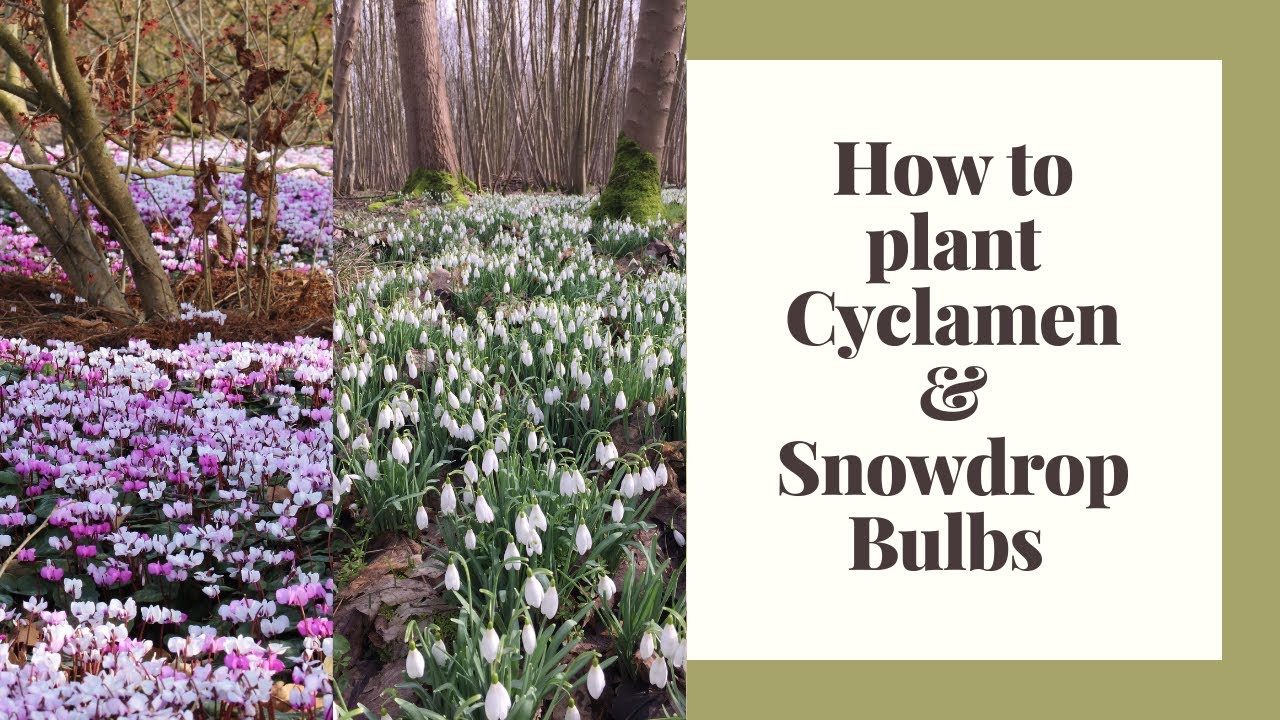 How to plant Cyclamen and Snowdrop bulbs