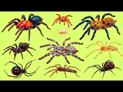 Learn Spanish Fast: 25 Venomous Spiders | Vocabulario con audio