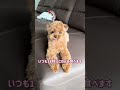 喋るテディベア #shorts