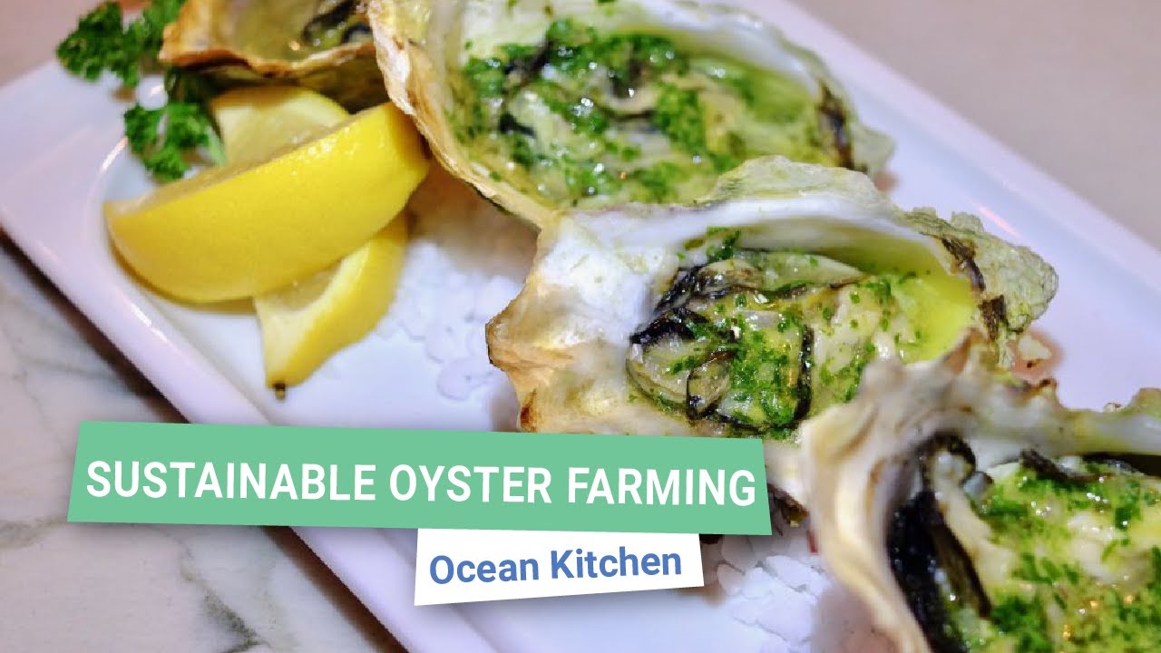 Sustainable Oyster Farming Ocean Kitchen YouTube