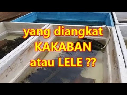 what-to-do-after-the-catfish-eggs-hatch-harus-bagaimana-setelah-indukan-lele-bertelur-dan-menetas
