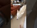 ホワイトシェパードのれお。お散歩行く時もフランスパンを持って行きたい。#shorts