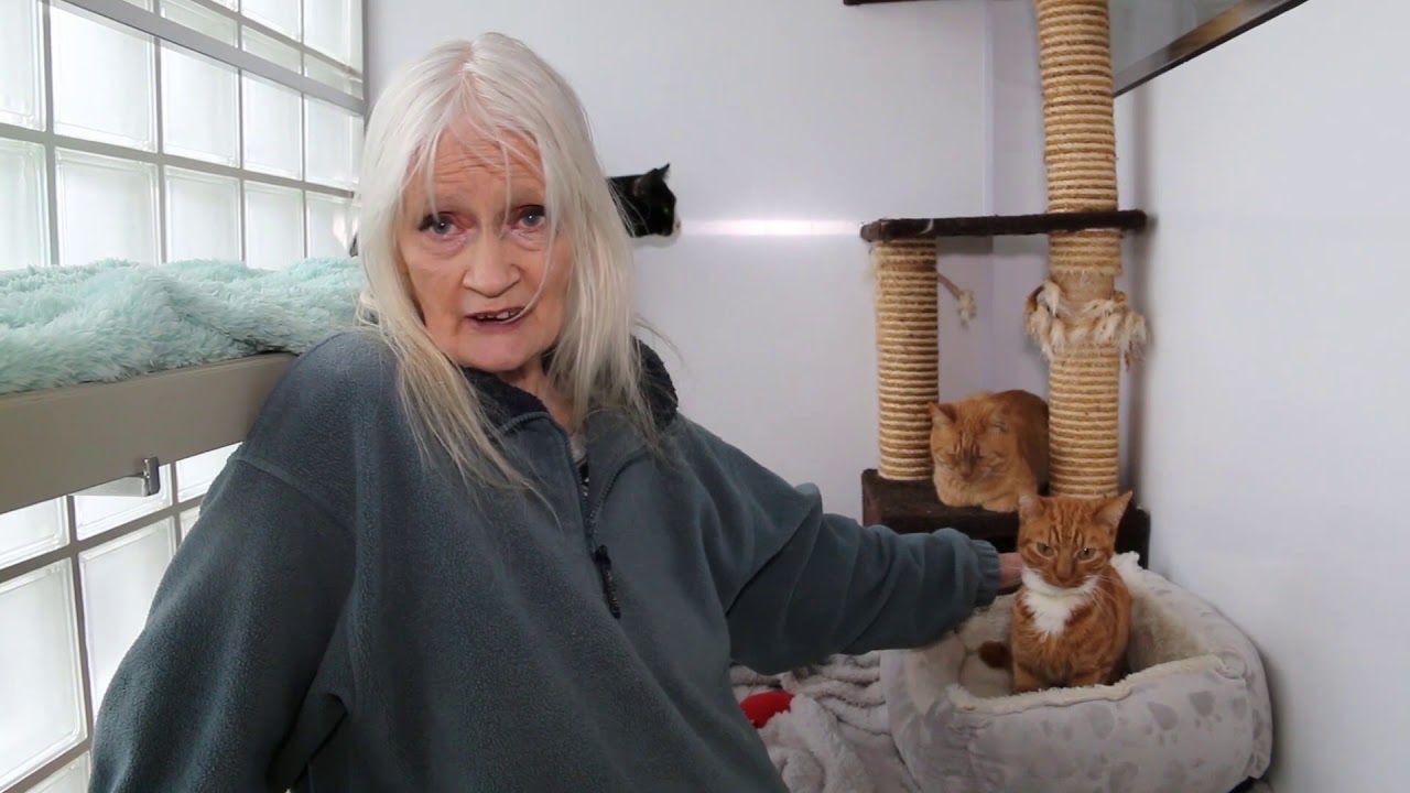 celia-hammond-animal-trust-update-of-11-cats-rescued-from-boxes-youtube