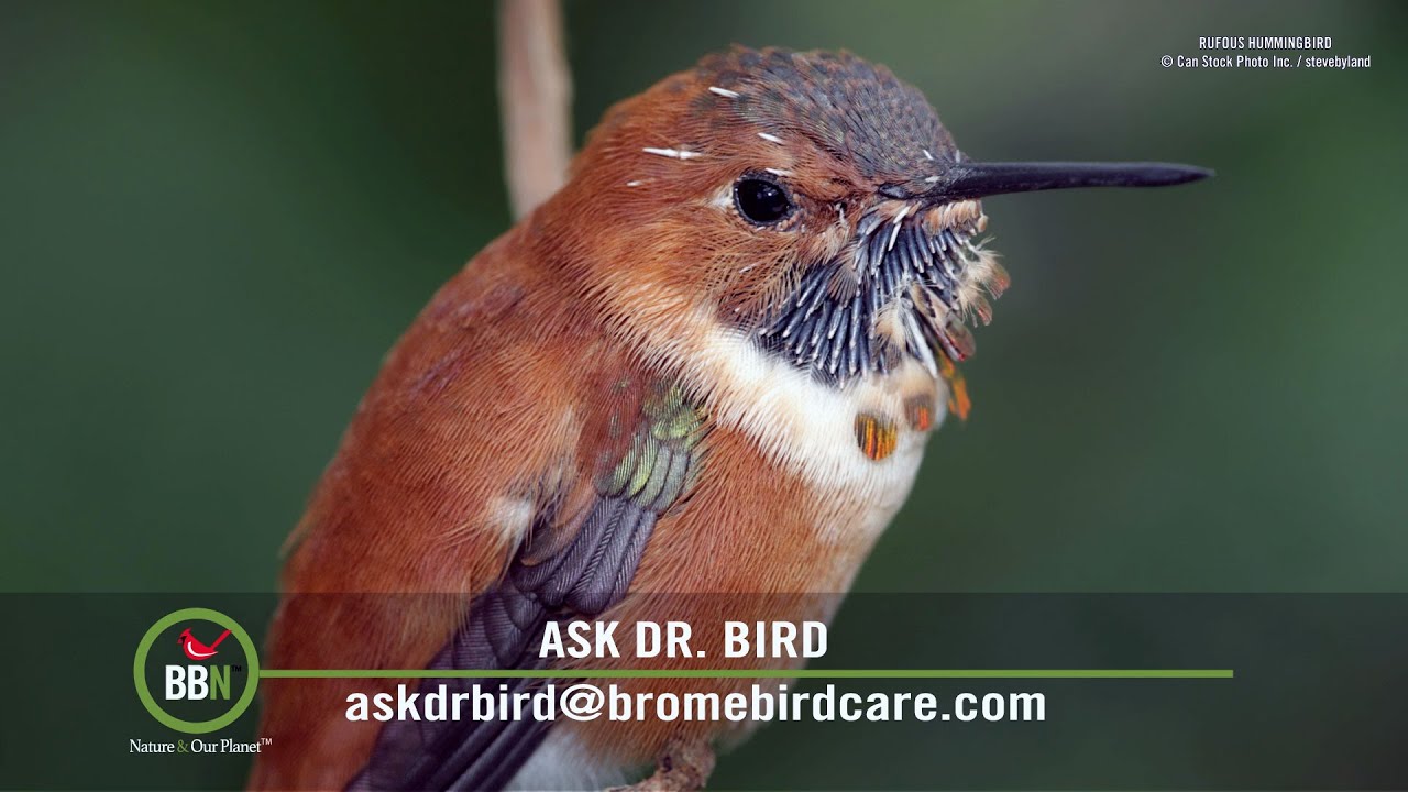 BBN 137 Cinnamon is a Great Deterrent and Dr Bird Talks Hummingbirds