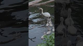 #swan #swans#animals #animal #wildlife #fauna #cygne #baby #shorts #viral #pond #nature#trip