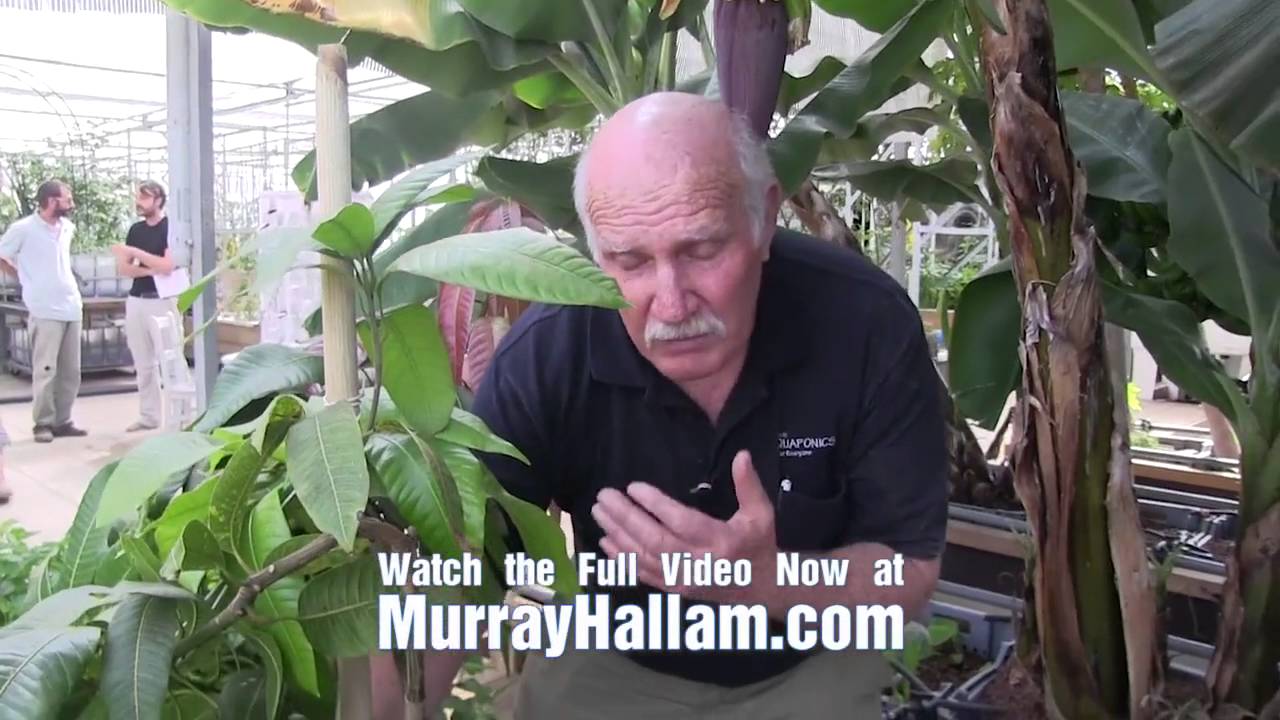 Bananas and Mangoes go Crazy in Aquaponics! HD - YouTube
