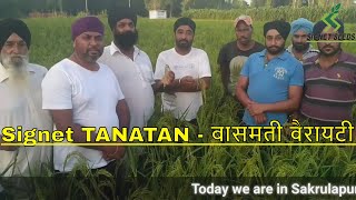 Signet Hybrid Rice TANATAN (Basmati Type) | रोपाई के बाद 90 दिन में तैयार | Sakrulapur | Mohali