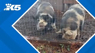Pet pigs in Port Orchard wrongly killed, owners call for change and accountability