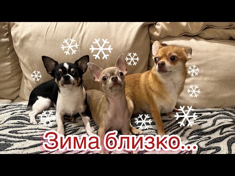 Как подготовить собаку к зиме? Куча одежды и новые лежанки ❄️