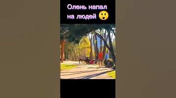 Олень напал на человека