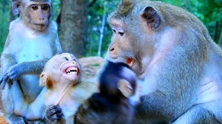 Nice Clips of Videos Monkey, Funny and Lovely