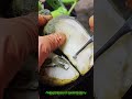 One Cut Released a Shocking Amount of Infection 😨🐄