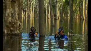 Diving the rio negro (Part 2)