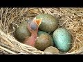 Родился первый птенец дрозда, Birth of first chicken thrush