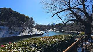 Chidorigafuchi & Kitanomaru Park, Tokyo Japan Snowy Walk Winter In Japan
