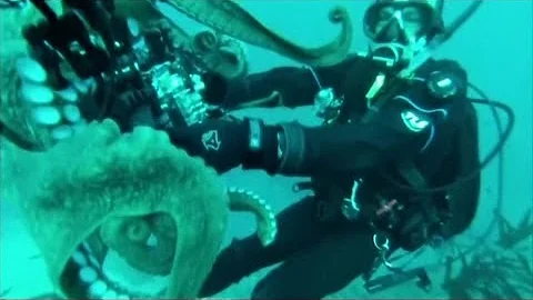 Close encounter with a curious octopus - BBC News