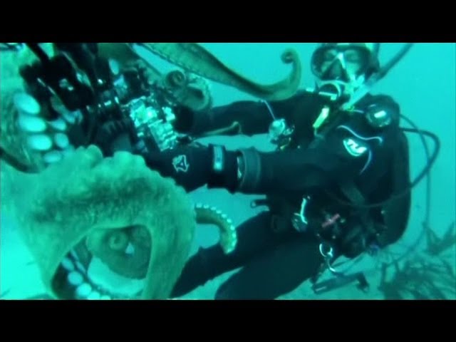 Close encounter with a curious octopus - BBC News