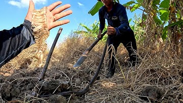 Hẹn ngày trở lại tìm con rắn Độc để lại lớp d.a | ngàn cá gò công #135