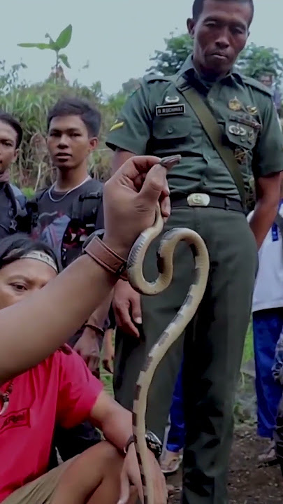 ADA WARGA DIGIGIT ULAR WELING, PANJI BANTU RESCUE !!