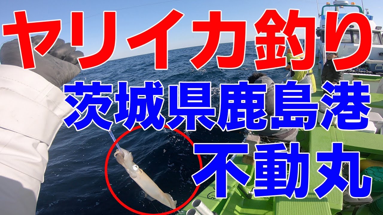茨城県鹿島港不動丸 初心者でも釣れるヤリイカ釣り Youtube 茨城県鹿島港不動丸 初心者でも釣れるヤリイカ釣り Youtube