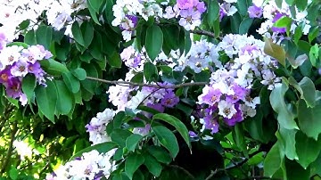 Khám phá đường mòn đi đến vách đá Đầu Voi chân Núi Cô Tô cùng Mimi, Tri Tôn, An Giang 23/04/2019