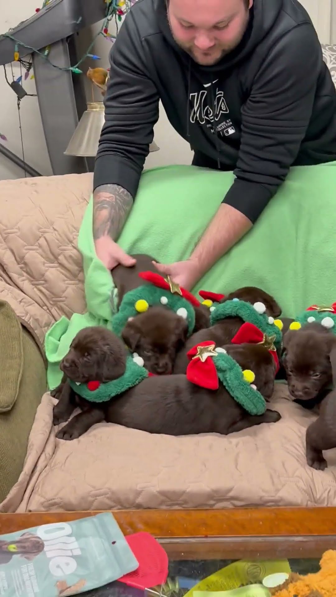 Herding Puppies For A Photoshoot || ViralHog