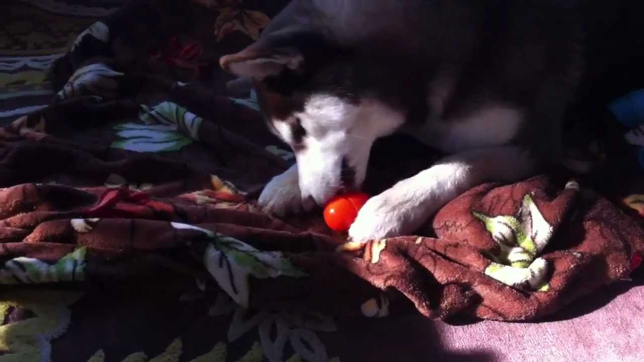 Husky puppy's first Easter egg! - YouTube
