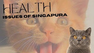 Funny animal Videos 2023 10 Cat Facts| Compilation Cute moment of the Cutest Animals | Singapura #4k
