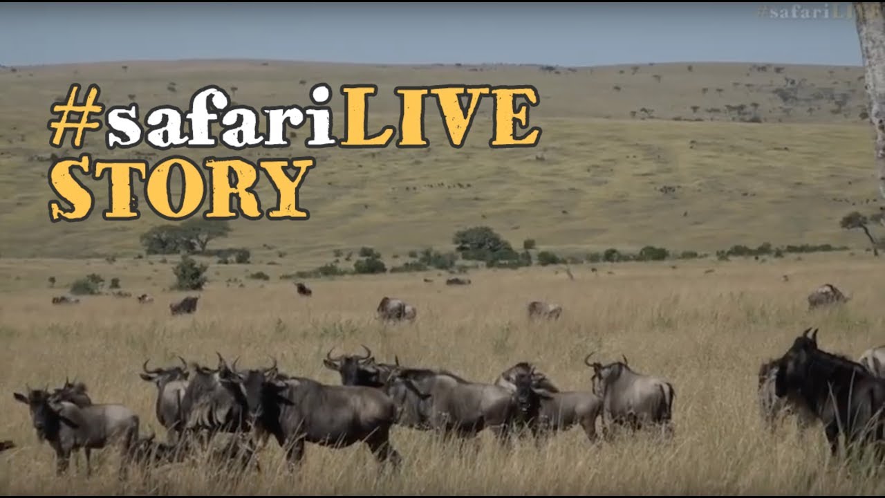 wildearth coupon The first wildebeest have arrived in Kenya!