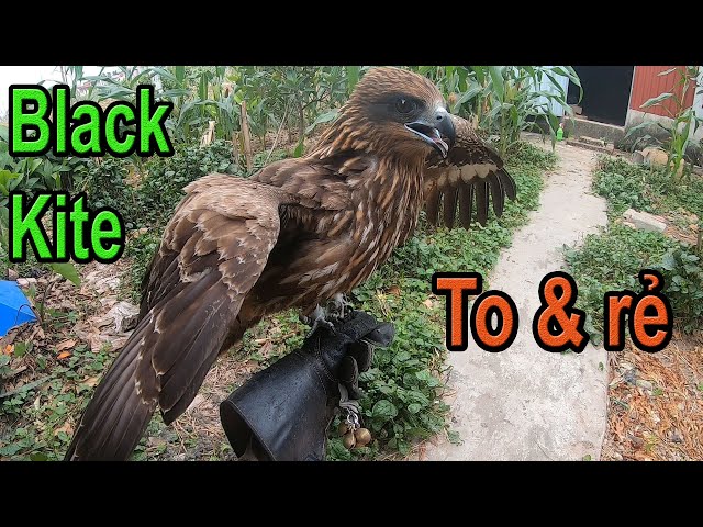 Diều Hâu Black kite bổi Hàng to khủng rẻ | Diều hâu việt nam class=