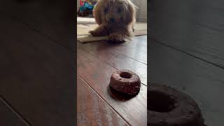 Hungry puppy #dog #poodle-puppy #puppy#funny