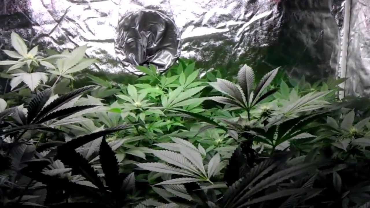 Spliff's Garden ~ "The Other Tent" ~ 4-10-13