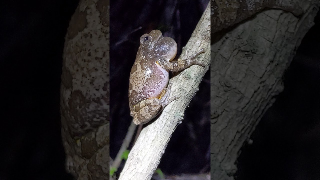 Gray tree frog call YouTube