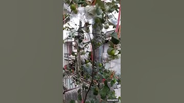 CÂY TÁO THÁI TRỒNG THÙNG XỐP #1