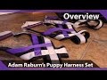 Overview of Adam Raburn Puppy Harness Set Overview of Adam Raburn Puppy Harness Set