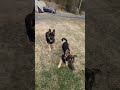 Fetch play