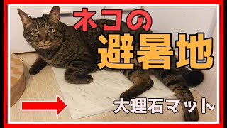 猫の暑さ対策に大理石マット出してみた/The cat summer resort is a marble mat