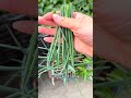 It s convenient and reassuring to grow some vegetables by yourself. Is there anyone like m