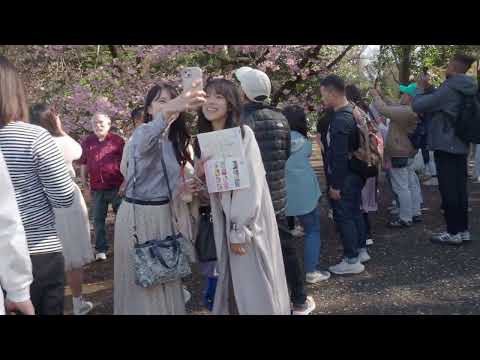 東京桜開花宣言日 新宿御苑 2024/03/29 a34