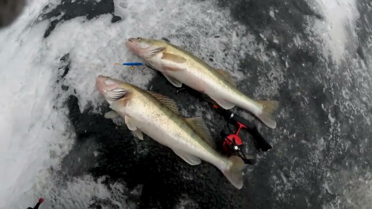 Grabis Copē Nr 11-   zandarti un citi zvēri Pērnavas upē,  atskaite par 2 copes reizēm