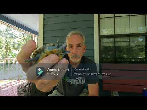 Diamondback Terrapins In Education