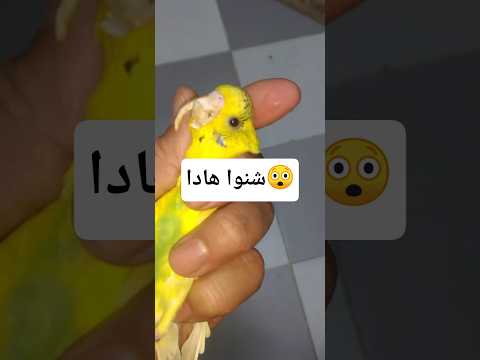 مادا وقع لهدا الطائر حتى أصبح هكدا