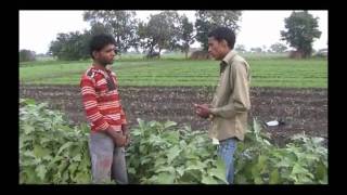 Success story of brinjal production Hindi Access Madhyapradesh