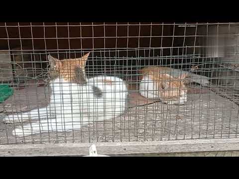 Si kuning pacaran dengan kucing cantik, langsung dikandangin