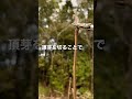 柿の剪定 裏技②