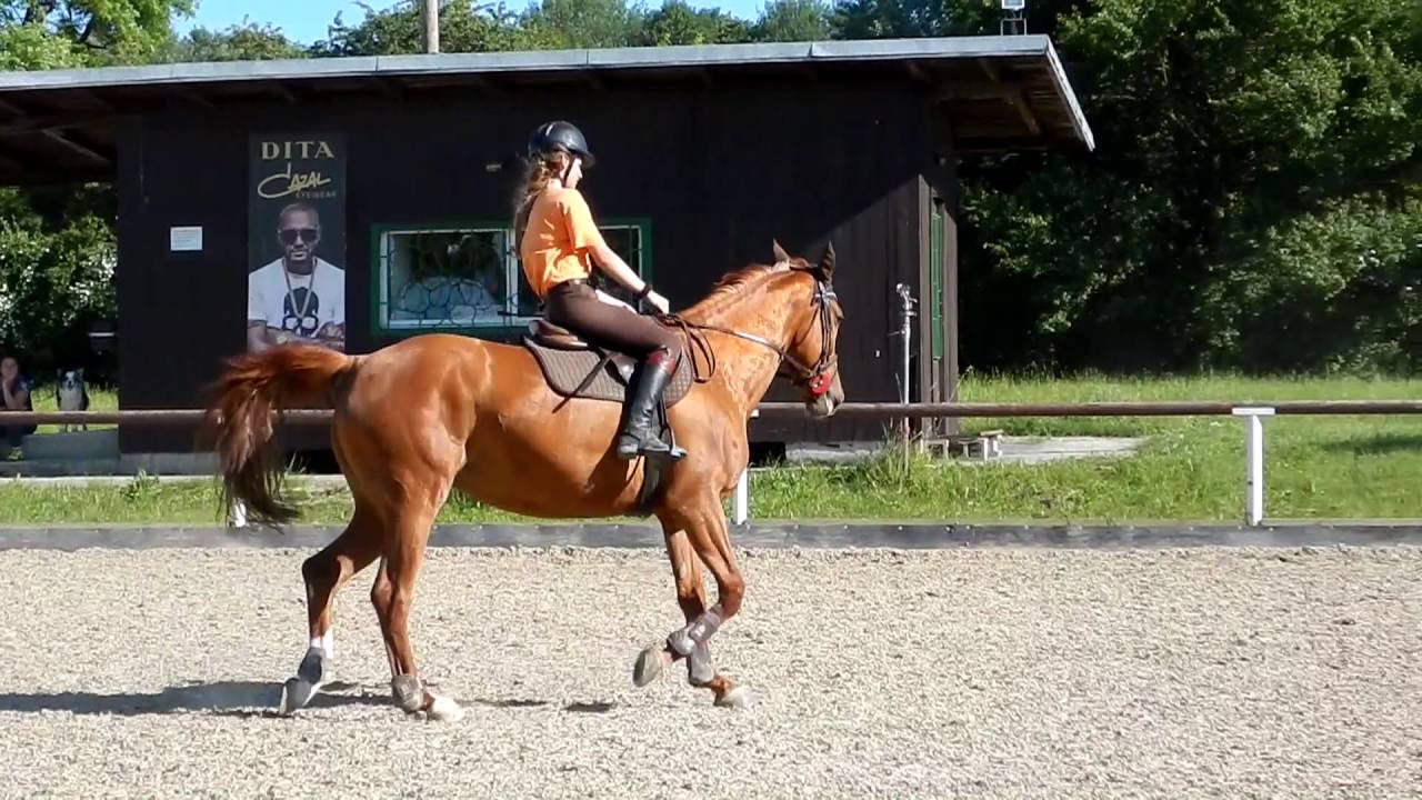 Free training in horses jumping YouTube